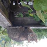 Picture of cat found at Martigny Croix