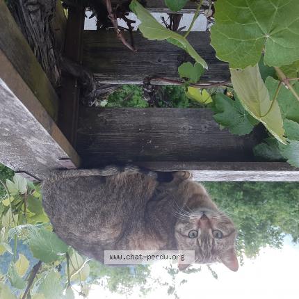 Photo 1/1 Found cat Found in Martigny croix