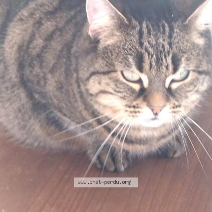 Photo 1/1 Mistigri Chat lost in Troyes