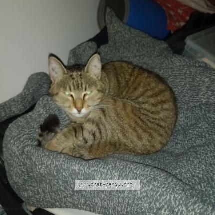 Photo 1/1 Nounette Chat lost in Mesvre