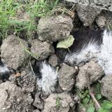 Picture of cat found at Villejuif