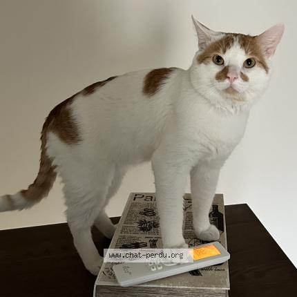 Photo 1/1 Cat reunited Lost in Laval