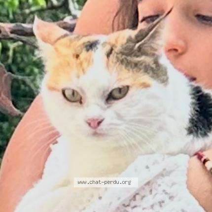 Photo 1/1 Câline Chat lost in Neuchatel