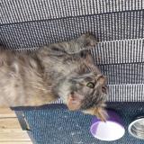 Picture of cat found at Saint Savin