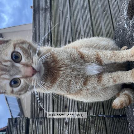 Photo 1/1 Moonlight Chat lost in Dompierre les ormes