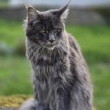 Picture of cat lost at Montfort Le Gesnois