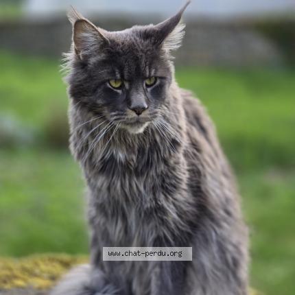 Photo 1/1 BIGGIE Chat lost in Montfort le gesnois