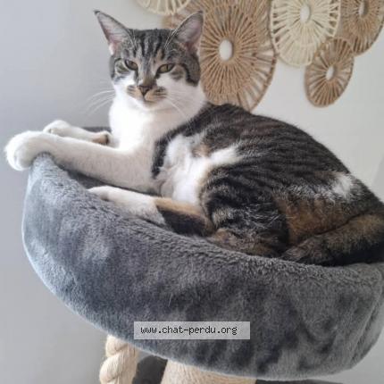 Photo 1/1 Mimine Chat lost in Cambrai