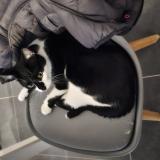Picture of cat lost at Rennes