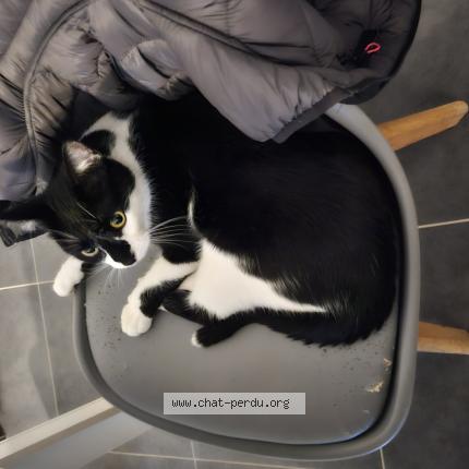 Photo 1/1 Kimi Chat lost in Rennes