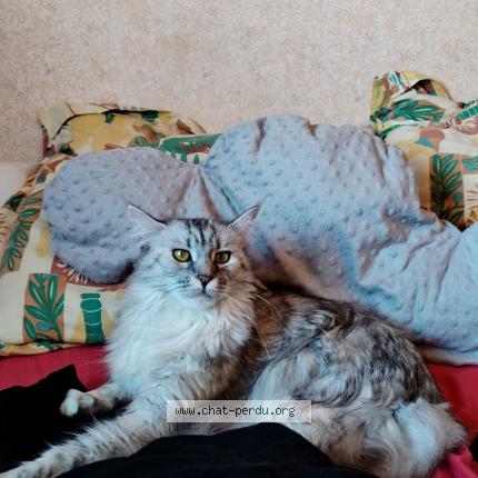 Photo 1/1 Griselda Brebion Chat lost in Chemille en anjou chemille mela