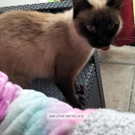 Photo 1/1 Cat reunited Lost in Pau