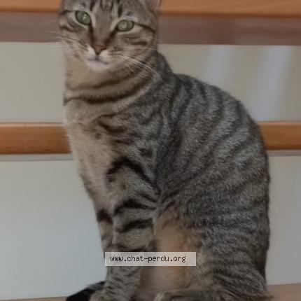 Photo 1/1 TCHOUPA Chat lost in Saint etienne de montluc