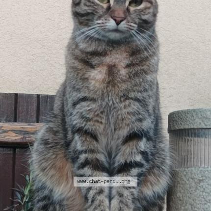 Photo 1/1 Samantha Chat lost in Jouy le moutier