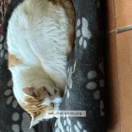 Photo 1/1 hermes Chat lost in Gratens