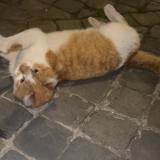 Picture of cat found at Outremeuse