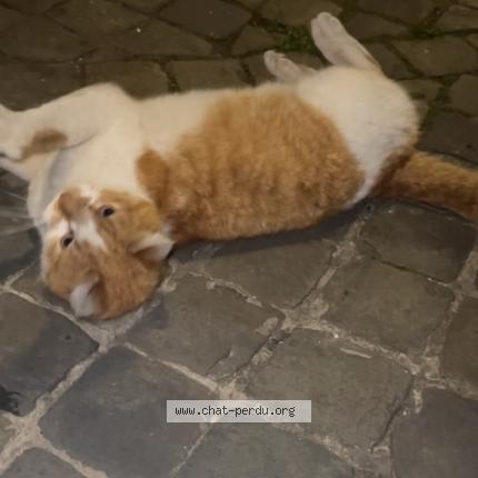 Photo 1/1 Found cat Found in Outremeuse