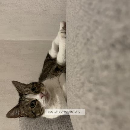 Photo 1/1 Mallow Chat lost in Sainte maure de touraine