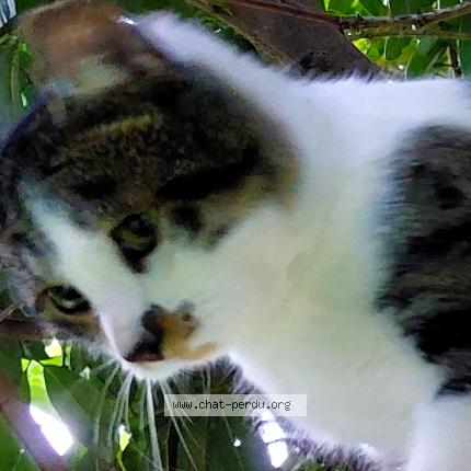 Photo 1/1 Found cat Found in Soyons