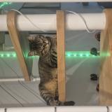 Picture of cat lost at Marseille