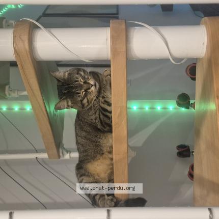 Photo 1/1 Cat reunited Lost in Marseille