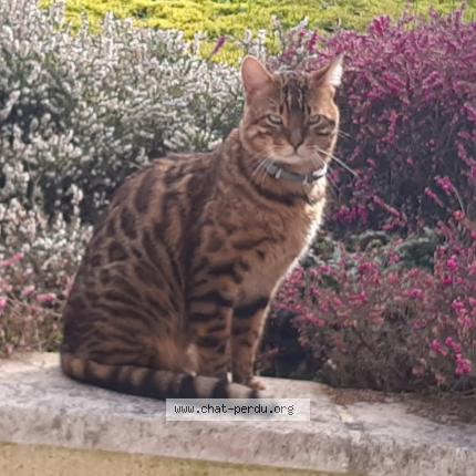 Photo 1/2 Mikachewo Chat lost in Grand couronne