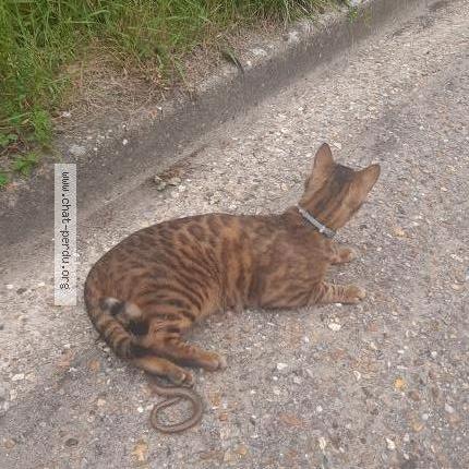Photo 2/2 Mikachewo Chat lost in Grand couronne