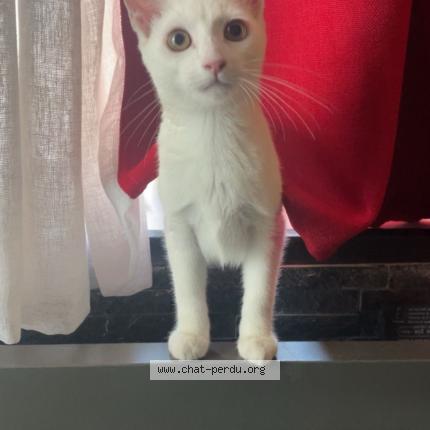 Photo 1/1 Poupou Chat lost in Villeparisis