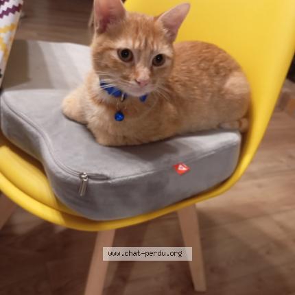 Photo 1/1 Yoshi Chat lost in Guilly