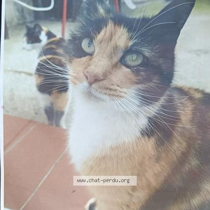 Photo 1/1 Caline Chat lost in Rivesaltes