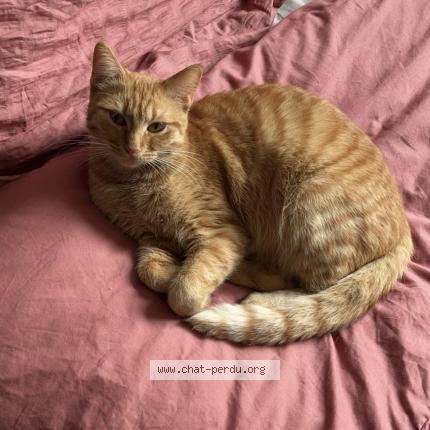 Photo 1/1 Chanel Chat lost in Ouzouer le marche
