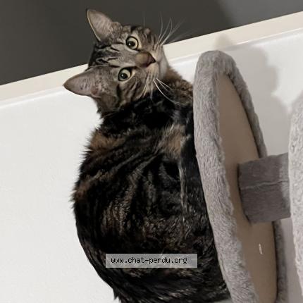 Photo 1/1 Groot Chat lost in Grabels