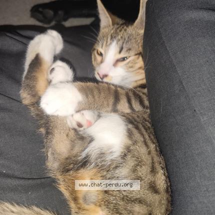 Photo 1/1 Pharell Chat lost in Le raincy