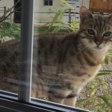 Picture of cat lost at Bussy Lettree