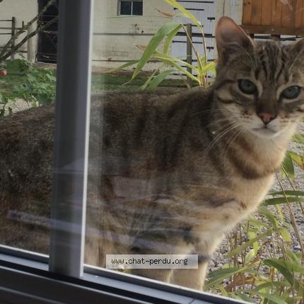 Photo 1/1 TIGROU Chat lost in Bussy lettree