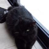 Picture of cat lost at Pollestres