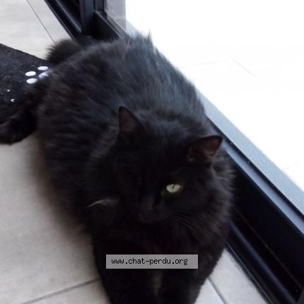 Photo 1/1 Cat reunited Lost in Pollestres