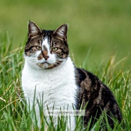 Photo 1/1 Wini Chat lost in Viuz en sallaz