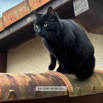 Photo 1/1 Java Chat lost in Valence