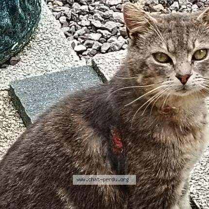 Photo 1/1 Found cat Found in Plouneventer