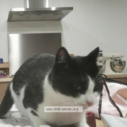 Photo 1/1 Ponyo Chat lost in Aurignac