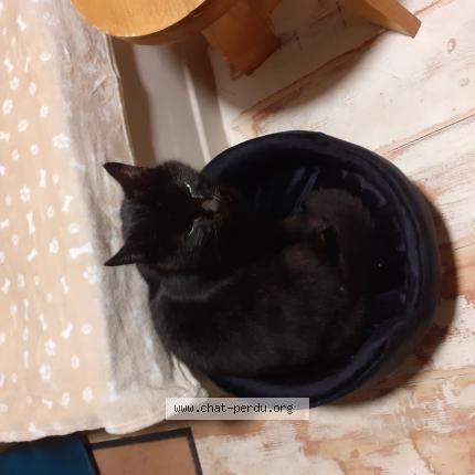 Photo 1/1 Molly Chat lost in La tour d aigues