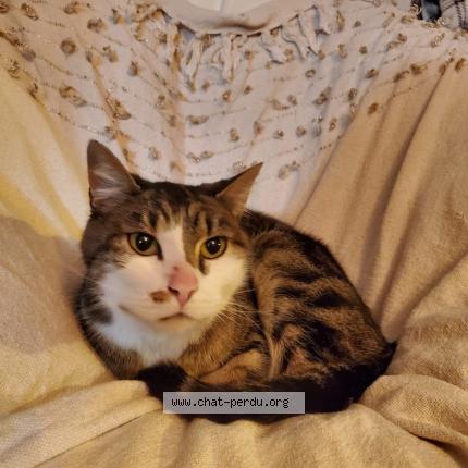 Photo 1/1 Tigrou Chat lost in Le luc en provence