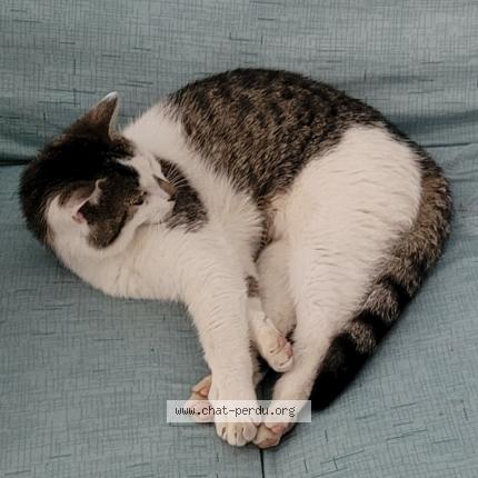 Photo 1/1 Vickitty Chat lost in Troyes