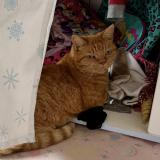 Picture of cat lost at La Montagne