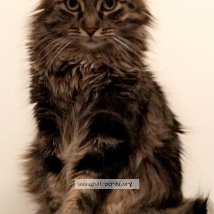 Photo 1/1 Lucky Chat lost in Lunel