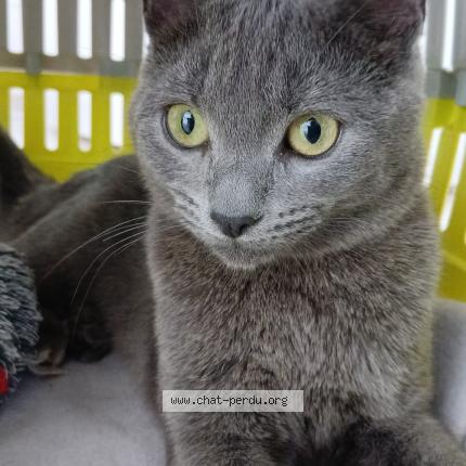 Photo 1/1 Niya Chat lost in Troyes