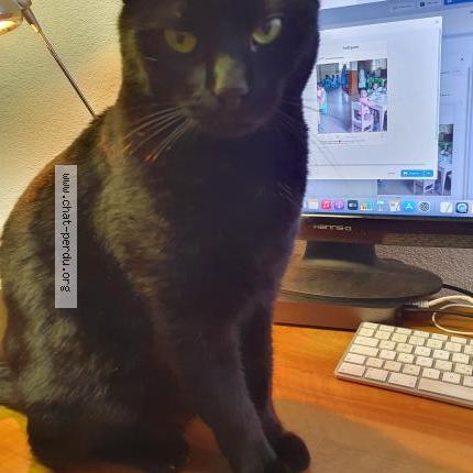 Foto 1/1 Wiedergefundene Katze Verloren in Lausanne