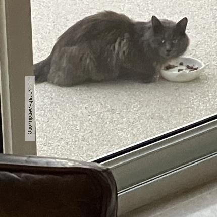 Photo 1/1 Found cat Found in Cognac