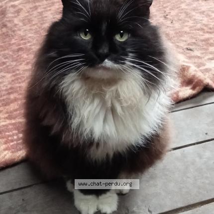 Photo 1/1 Kung-fu Chat lost in Seix